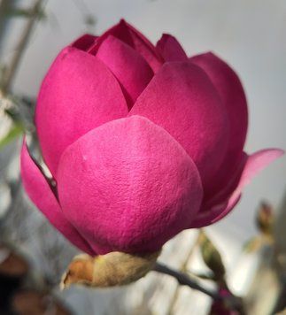 Magnolia Aphrodite - Магнолія "Aphrodite" 000007386#306462    фото