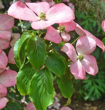 Cornus kousa "Rosemoor Pink" - Дерен Коуза "Rosemoor Pink" 000007386#304048    фото
