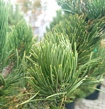 Pinus nigra 'Oregon Green' - Сосна чорна 'Oregon Green' 000000168#300748    фото