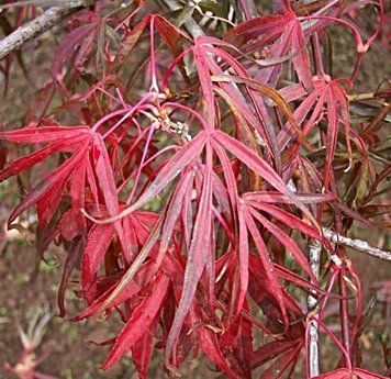 Acer palmatum 'Atrolineare" - Клен японський 'Atrolineare" 000007386#346713    фото