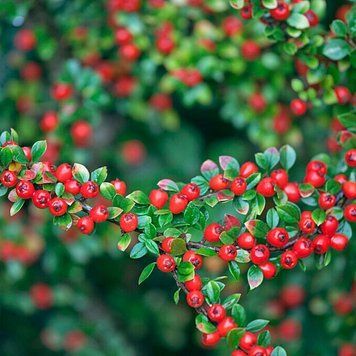Cotoneaster suecicus 'Coral Beauty' - Кизильник гібридний 'Coral Beauty' 000007386#304199    фото