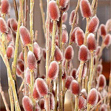 Salix gracilistyla "Mount Aso" - Верба тонкостовбурова "Mount Aso" 000007386#309353    фото