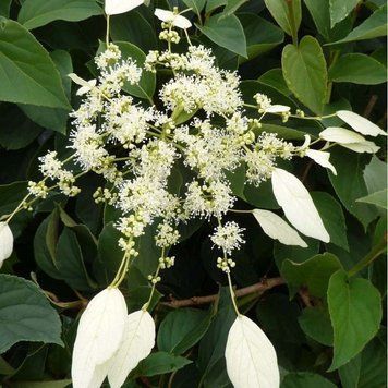 Schizophragma hydrangeoides 'Windmills' - Шизофрагма гортензієвидна 'Windmills' 000007386#312618    фото