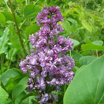 Syringa vulgaris - Бузок звичайний 000007386#346732    фото