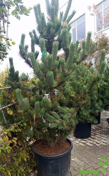 Pinus nigra 'Oregon Green' - Сосна чорна 'Oregon Green' 000000168#300748    фото