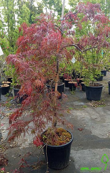 Acer palmatum 'Orangeola' - Клен японський 'Orangeola' 000007386#302222    фото