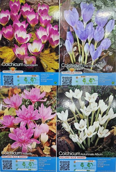 Крокус Colchicum 000007386#312485    фото