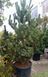 Pinus nigra 'Oregon Green' - Сосна чорна 'Oregon Green' 000000168#300748    фото 2