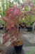 Acer palmatum 'Orangeola' - Клен японський 'Orangeola' 000007386#302222    фото 2