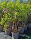 Syringa vulgaris - Бузок звичайний 000007386#346732    фото 2