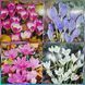 Крокус Colchicum 000007386#312485    фото 1