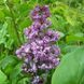 Syringa vulgaris - Бузок звичайний 000007386#346732    фото 1
