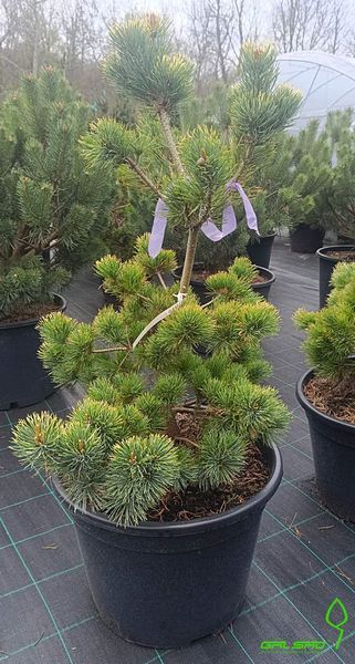 Pinus parviflora 'Goldilocks' - Сосна дрібноквіткова (біла) "Goldilocks' 000006945#300755 фото