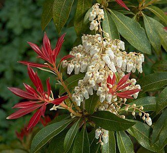 Pieris japonica - Пієріс японський 000007386#307900    фото