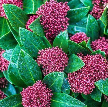 Skimmia japonica - Скімія японська 000007386#309516    фото