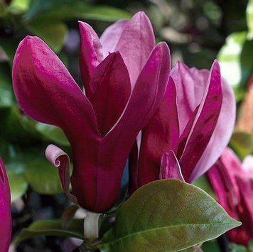 Magnolia "Black Beauty" - Магнолія "Black Beauty" 000007386#306465    фото