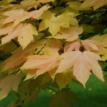Acer pseudoplatanus 'Brilliantissimum' - Клен-явір 'Brilliantissimum' 000007386#302370    фото