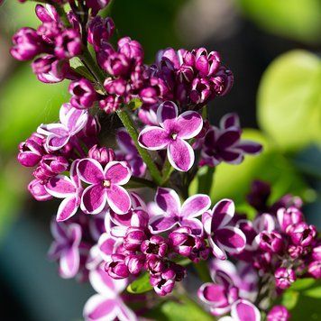 Syringa 'Sensation' - Бузок звичайний 'Sensation' 000007386#309728    фото
