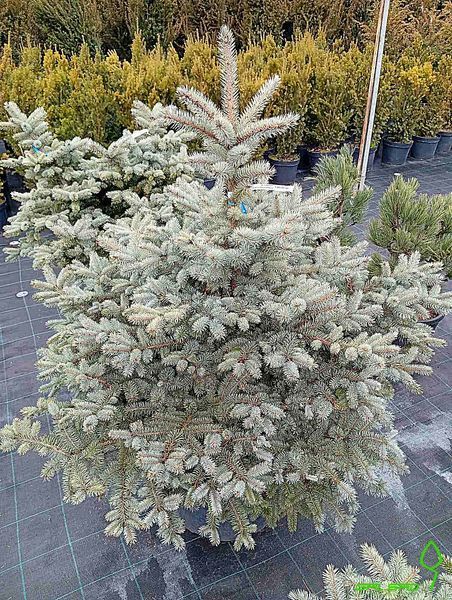 Abies procera 'Glauca' - Ялиця благородна 'Glauca' 000000041#300638 фото
