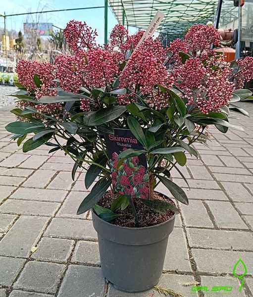 Skimmia japonica - Скімія японська 000007386#309516    фото