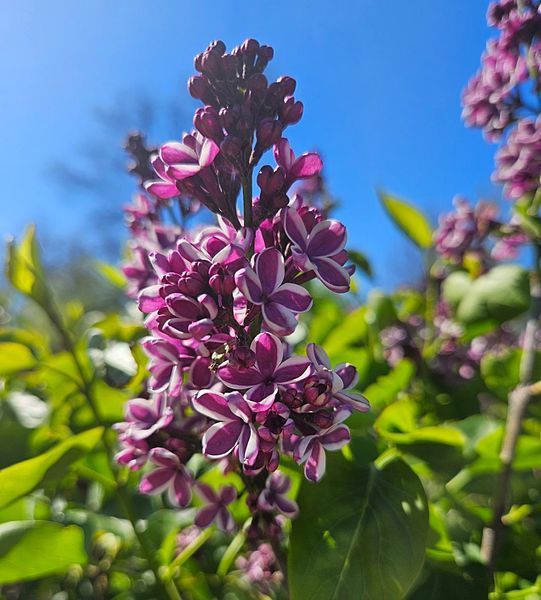 Syringa 'Sensation' - Бузок звичайний 'Sensation' 000007386#309728    фото