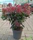 Skimmia japonica - Скімія японська 000007386#309516    фото 2