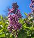 Syringa 'Sensation' - Бузок звичайний 'Sensation' 000007386#309728    фото 3