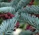 Abies procera 'Glauca' - Ялиця благородна 'Glauca' 000000041#300638 фото 1