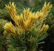 Pinus parviflora 'Goldilocks' - Сосна дрібноквіткова (біла) "Goldilocks' 000006945#300755 фото 1