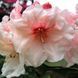 Rhododendron (AK) - Рододендрон листопадний 000007131#301094 фото 1