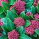 Skimmia japonica - Скімія японська 000007386#309516    фото 1