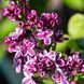 Syringa 'Sensation' - Бузок звичайний 'Sensation' 000007386#309728    фото 1
