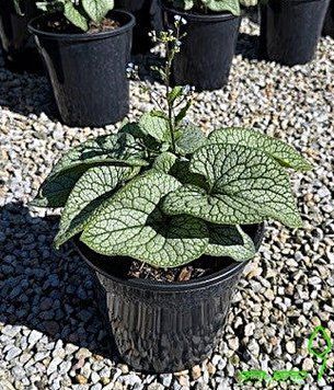 Brunnera Alexanders Great (Брунера) 000007386#347060    фото
