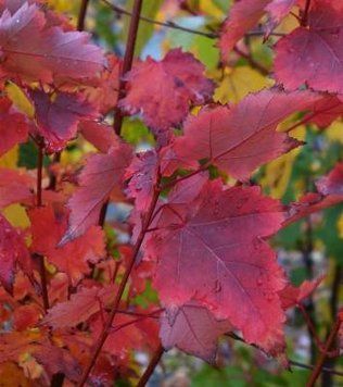 Acer rubrum "Brandywine" - Клен червоний "Brandywine" 000007386#302391    фото