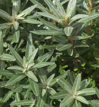 Hippophae rhamnoides "Hikul" - Обліпиха крушиновидна "Hikul" 000007386#312645    фото