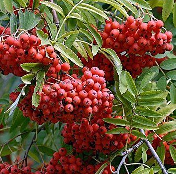 Sorbus aucuparia 'Edulis' - Горобина звичайна 'Edulis' 000007386#309534    фото