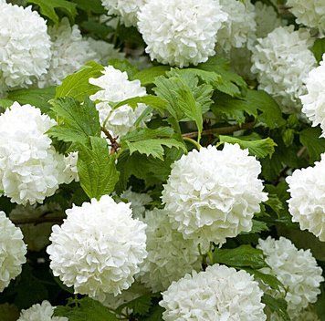 Viburnum 'Eskimo' - Калина 'Eskimo' 000007386#310744    фото