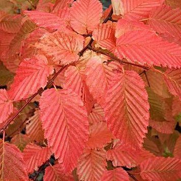 Carpinus betilus "Orange Retz" - Граб звичайний "Orange Retz" 000007386#346929    фото