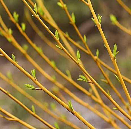 Cornus sericea 'Flaviramea' - Дерен шовковистий 'Flaviramea' 000007386#304064    фото