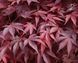 Acer palmatum 'Fire Glow' - Клен японський 'Fire Glow' 000007386#346717    фото 1