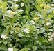 Cornus sericea 'Flaviramea' - Дерен шовковистий 'Flaviramea' 000007386#304064    фото 1