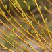 Cornus sericea 'Flaviramea' - Дерен шовковистий 'Flaviramea' 000007386#304064    фото 2