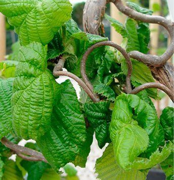 Corylus avellana 'Contorta' - Ліщина звичайна 'Contorta' 000007386#304088    фото