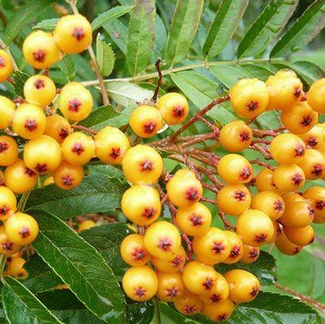 Sorbus aucuparia 'Flanrock" - Горобина звичайна 'Flanrock" 000007386#309535    фото