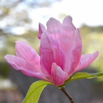 Magnolia 'Daybreak' - Магнолія 'Daybreak' 000007386#306362    фото