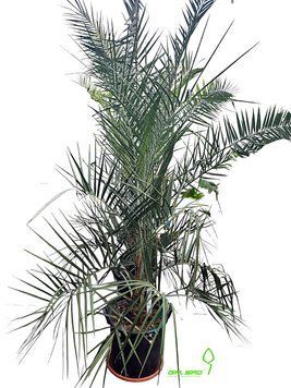 Кокос астралійський (Butia Capitata) 000007386#312218    фото