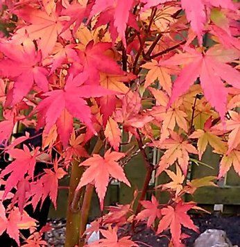 Acer palmatum 'Tsukasa Silhouette" - Клен японський 'Tsukasa Silhouette" 000007386#346885    фото