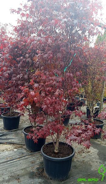 Acer palmatum 'Fire Glow' - Клен японський 'Fire Glow' 000007386#346717    фото
