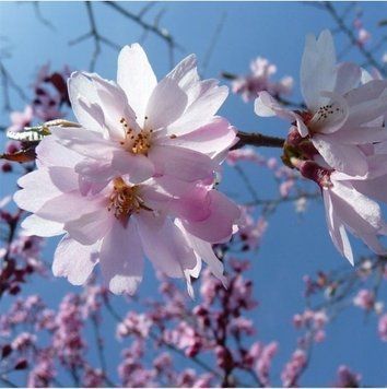Prunus 'Autumnalis' - Вишня кошлата 'Autumnalis' 000007386#308793    фото