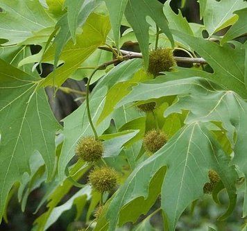 Platanus acerifolia - Платан кленолистий 000000425#300926 фото